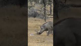 Download lagu warthog killed baby gazelle #wildlife #animals #nature mp3