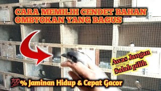 Download lagu Cara Memilih Cendet Ombyokan Yang Bagus, dan Prospek, Agar Cendet Ombyokan Biar Cepat Bunyi mp3 Download lagu Cara Memilih Cendet Ombyokan Yang Bagus, dan Prospek, Agar Cendet Ombyokan Biar Cepat Bunyi mp3