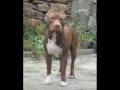 Pitbull Hera