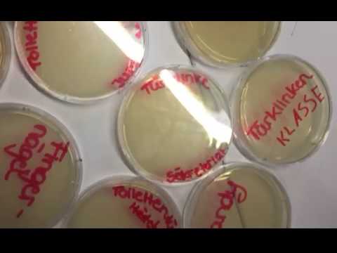 Bakterien im Alltag #scichallenge2017