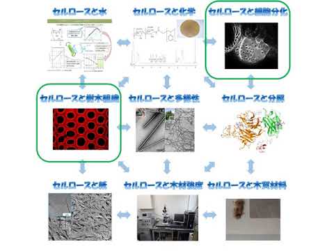 農学サイエンスフェスタ2020「セルロースの物質探求研究が生み出すブレイクスルー」