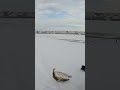 Video Thumbnail for Back to Back Walleyes Early Ice Fishing