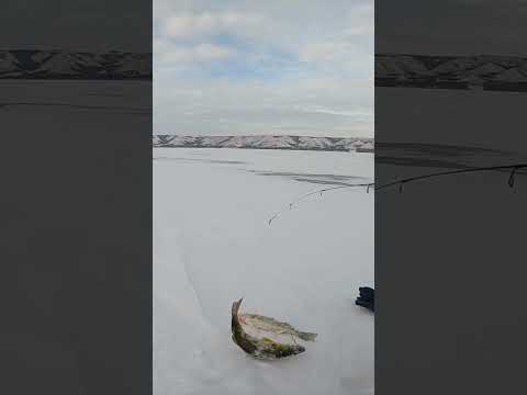 Back to Back Walleyes Early Ice Fishing