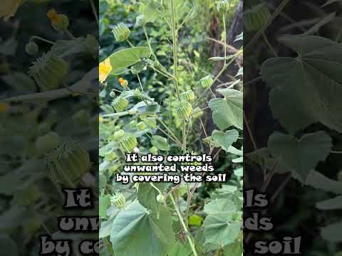 Atibala Extract Powder