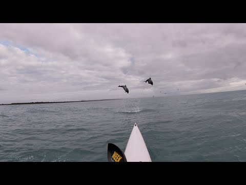 Hectors Dolphin Double Jump