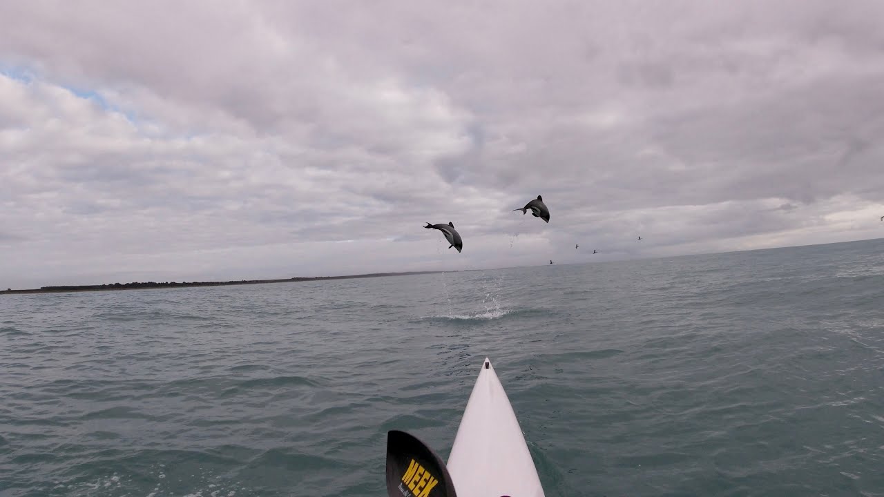 Hectors Dolphin Double Jump