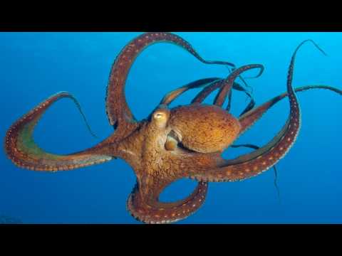 The Animal With 9 Brains , 3 Hearts And Blue Blood