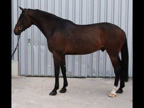 SOLD 2013 gelding by DIARADO www.sporthorses-online.com