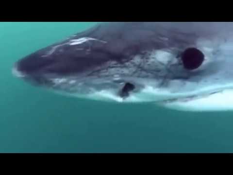 White Shark Outside the Cage ★ Wildlife Documentaries HD
