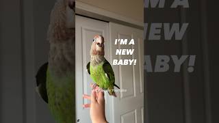 Our New Baby Parrot ❤️ Name Reveal