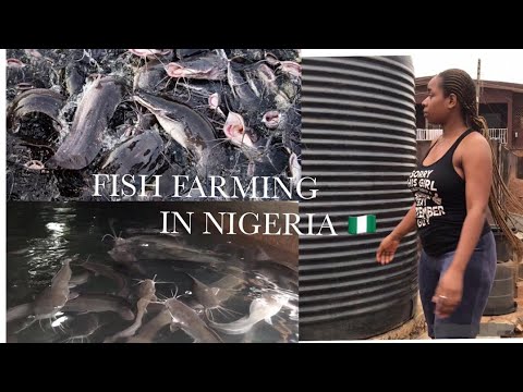 , title : 'Fish farming in Nigeria || Stages || where to buy catfish at mainland lagos.'
