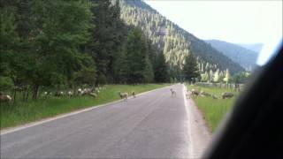 preview picture of video 'Baby Bighorn Sheep Playing on Rock Creek Road, Montana. So Cute!!'