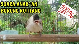Download lagu SUARA ANAK BURUNG KUTILANG mp3 Download lagu SUARA ANAK BURUNG KUTILANG mp3