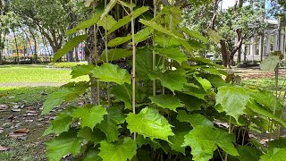 2025 8 13 槭葉翅子木 國立台灣大學