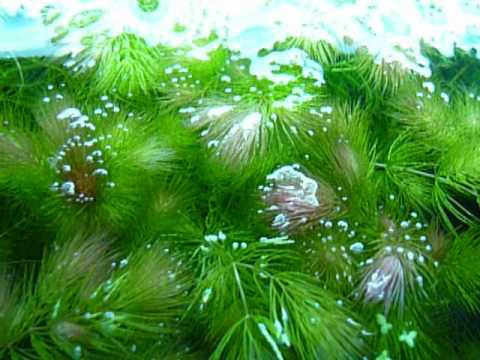Роголистник: описание видов и особенности водоросли