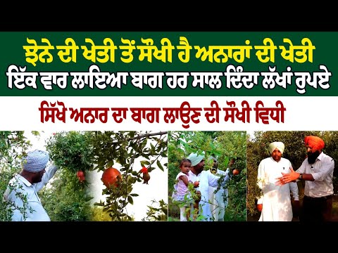 ਝੋਨੇ ਦੀ ਖੇਤੀ ਤੋਂ ਸੌਖੀ ਹੈ ਅਨਾਰਾਂ ਦੀ ਖੇਤੀ ਇੱਕ ਵਾਰ ਲਾਇਆ ਬਾਗ ਹਰ ਸਾਲ ਦਿੰਦਾ ਲੱਖਾਂ ਰੁਪਏ ਸਿੱਖੋ ਅਨਾਰ ਦਾ..