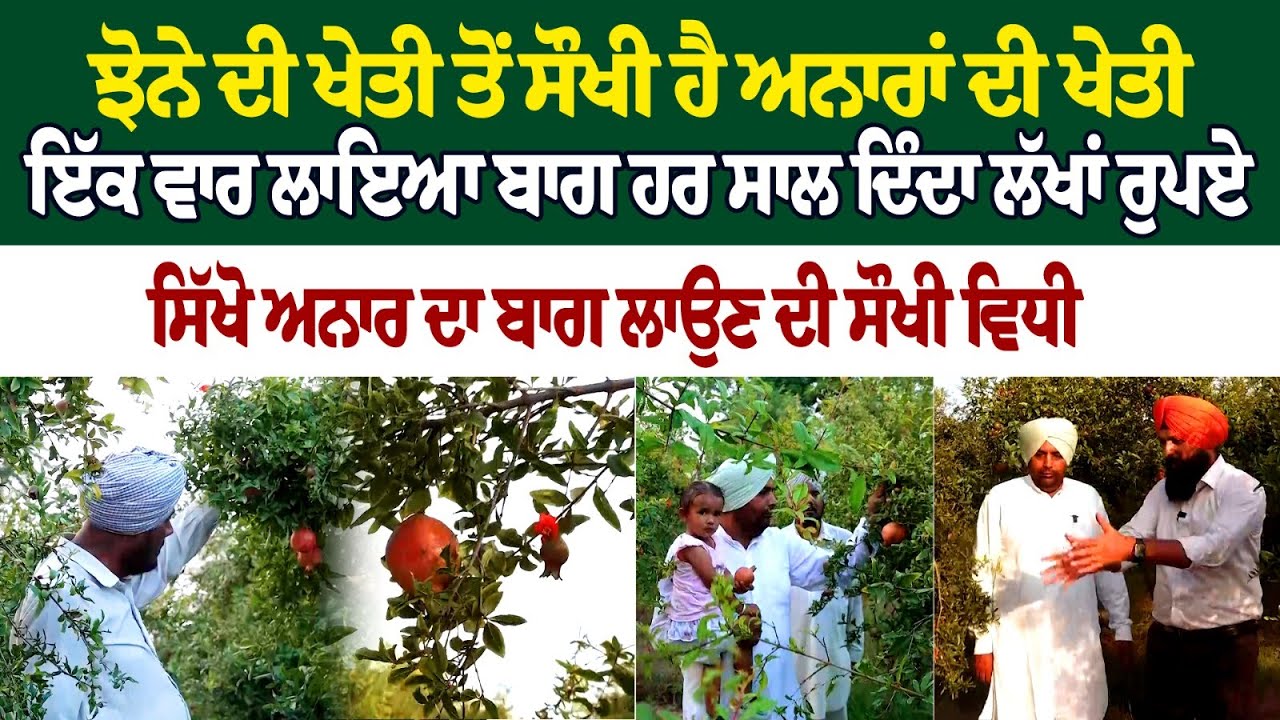 ਝੋਨੇ ਦੀ ਖੇਤੀ ਤੋਂ ਸੌਖੀ ਹੈ ਅਨਾਰਾਂ ਦੀ ਖੇਤੀ ਇੱਕ ਵਾਰ ਲਾਇਆ ਬਾਗ ਹਰ ਸਾਲ ਦਿੰਦਾ ਲੱਖਾਂ ਰੁਪਏ ਸਿੱਖੋ ਅਨਾਰ ਦਾ.. ਝੋਨੇ ਦੀ ਖੇਤੀ ਤੋਂ ਸੌਖੀ ਹੈ ਅਨਾਰਾਂ ਦੀ ਖੇਤੀ ਇੱਕ ਵਾਰ ਲਾਇਆ ਬਾਗ ਹਰ ਸਾਲ ਦਿੰਦਾ ਲੱਖਾਂ ਰੁਪਏ ਸਿੱਖੋ ਅਨਾਰ ਦਾ..
