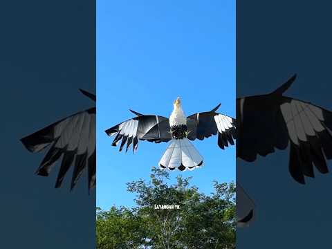 Detik Detik Layangan Garuda Putus #layanganputus