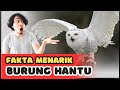 Fakta Menarik Burung Hantu