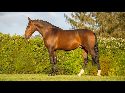 **SOLD** Charming and Talented 5-Year-Old Lusitano Gelding - piro free (REF#884)