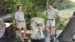Download lagu Educational talk at andBeyond’s Phinda Private Game Reserve mp3
