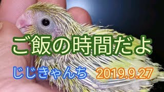 さし餌のようす🐣