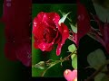 Rose Gif Flower Pic Rose Pic Rose Gift Status Rose Gif Video Flower Gif Video Explore Viral Post