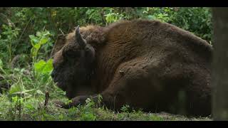 European Bison - Summer (Puszcza Bialowieska)