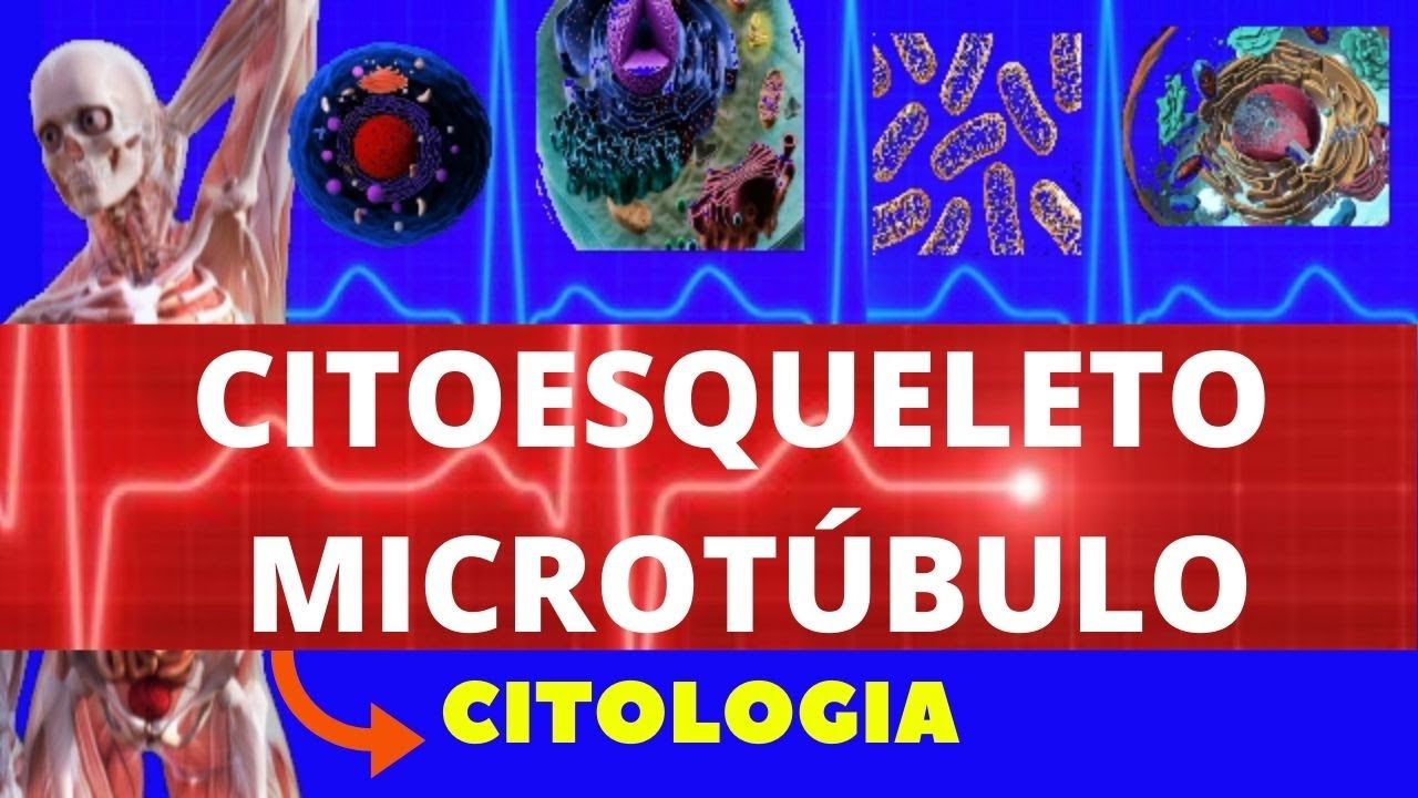 CITOESQUELETO - MICROTÚBULOS - ESTRUTURA, FORMAÇÃO E FUNÇÃO - ENSINO SUPERIOR - CITOLOGIA