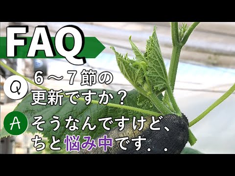 , title : '【FAQ#3】きゅうり品種「ニーナＺ」１年なん作で、なん節おき摘芯ですか？'