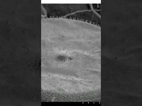 Electron Microscope zooming power #shorts #youtubeshorts