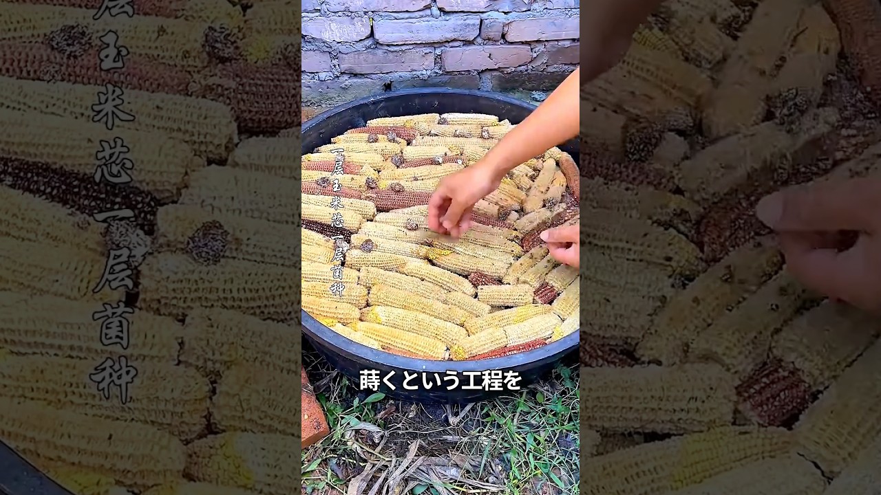 食べ終えたトウモロコシの芯がある食材を生み出す