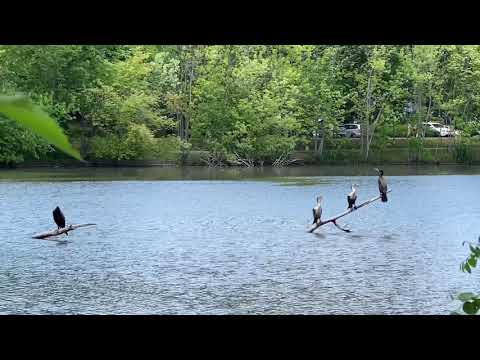 Birds in Jamaica pond