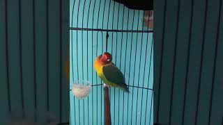 Download lagu Bob marley love bird konslet suara minor syahdu rasanya mp3