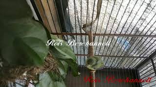 Download lagu Suara anakan Kolibri Wulung atau kowul jernih bisa buat pikat mp3 Download lagu Suara anakan Kolibri Wulung atau kowul jernih bisa buat pikat mp3