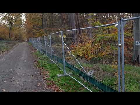 Geplantes Rodungsgebiet im Langener Bannwald 2022