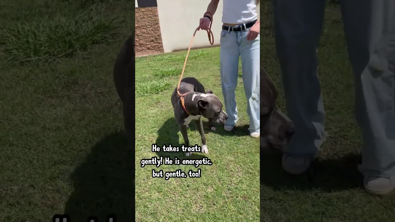 Smokey, a Adoptable Pit Bull Terrier in Denison, TX video 3/3