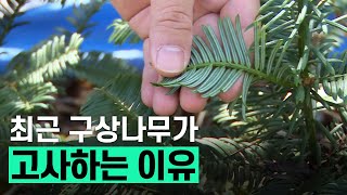 [핫클립] 뿌리 곰팡이를 활용한 생존율 증진 / YTN 사이언스
