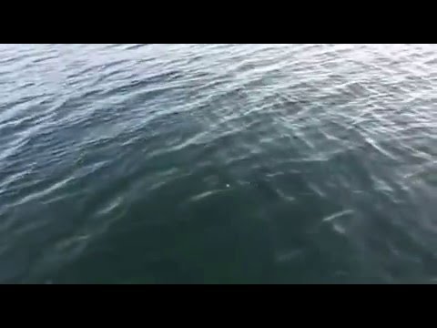 Luccio lago diseo dicembre 2015