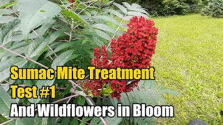 Sumac Varroa Mite Treatment Test #1 And Wildflowers in Bloom