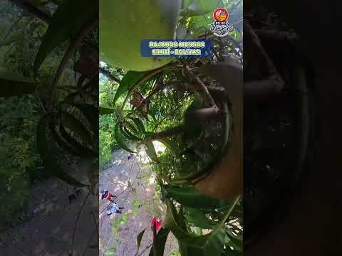 Bajando mangos en Simití - Bolívar
