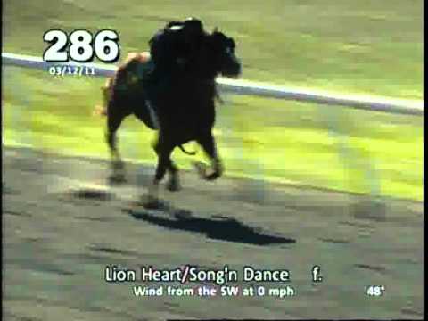 Lion Heart Filly Horse Racing Partnership Breeze