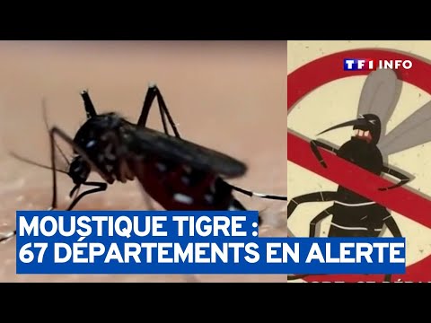 Le moustique-tigre est de retour, 67 départements en alerte !