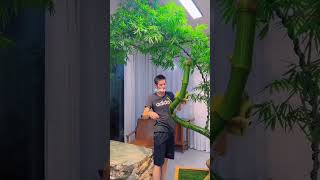 Download lagu Mastering Bamboo: Giant Bonsai Tree #BambooBonsai #BonsaiArt #BambooCraft #ChineseArtisan #BonsaiTre mp3