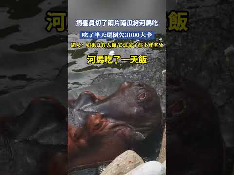 飼養員切了兩片南瓜給河馬吃，吃了半天還倒欠3000大卡，網友：如果沒有人類，它這輩子都不會塞牙 #大熱門
