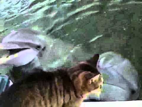 LESONABLE VIDEO CLIPS  Dolphins and Cats Collected by Rashid Siddiqi evergreenpeople@yahoo com