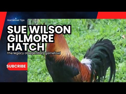 Sue Wilson Gilmore Hatch Gamefowl Bloodlines - History & Legacy