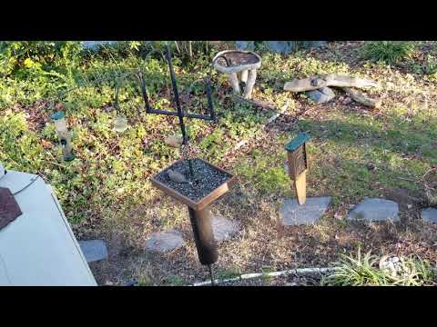 Woodpecker doesn't share with Kinglet