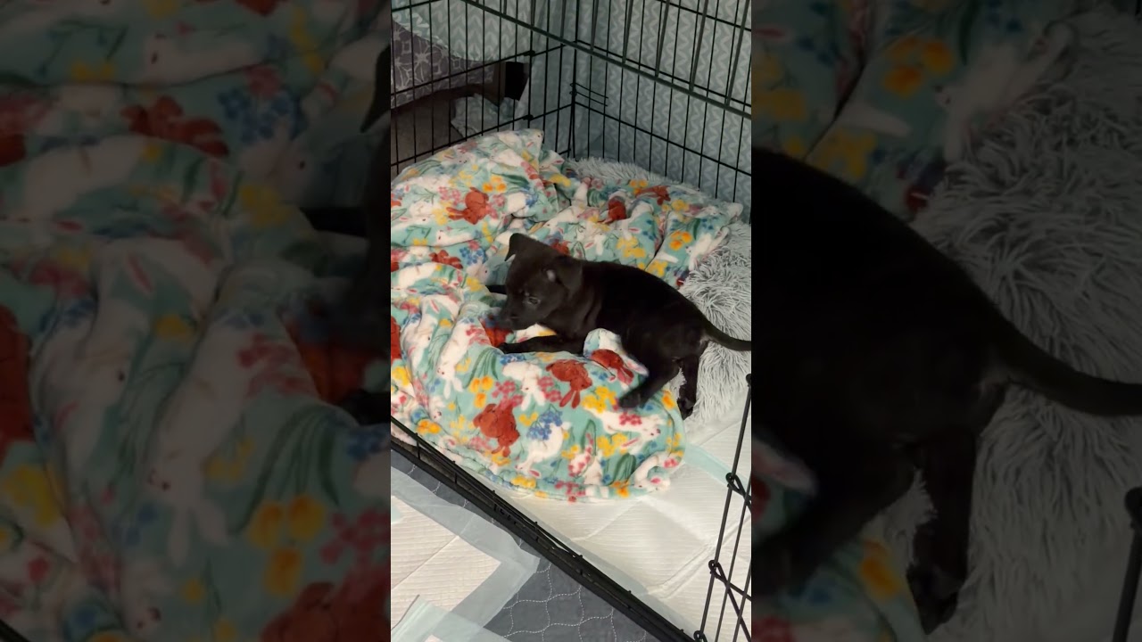 Bubbles, a ADOPTABLE mixed breed in Pleasant Ridge, MI video 6/6