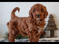 Mini Goldendoodle dogs for sale: Gemma  - Video 1